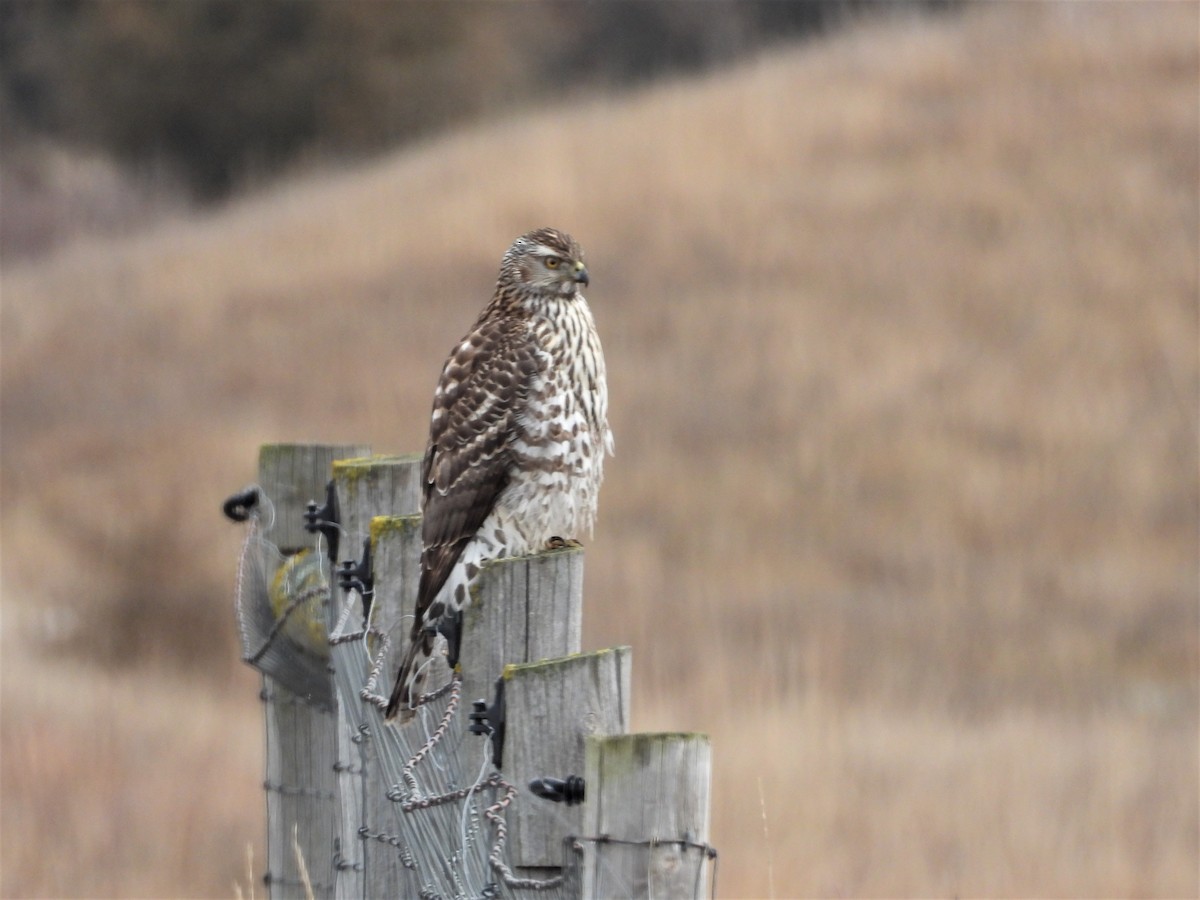 American Goshawk - ML209109281