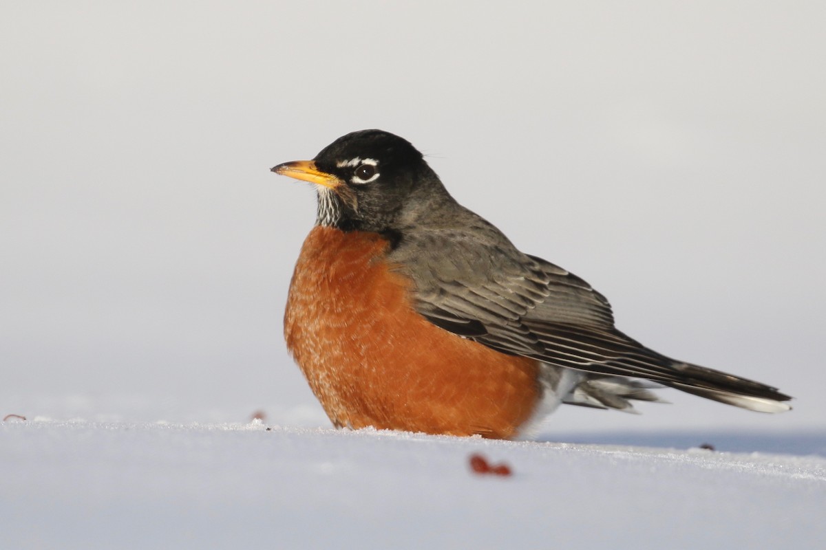 American Robin - ML209109661