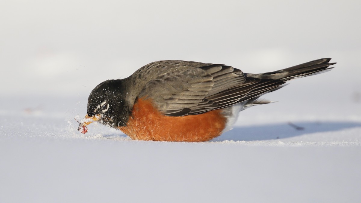 American Robin - ML209109681