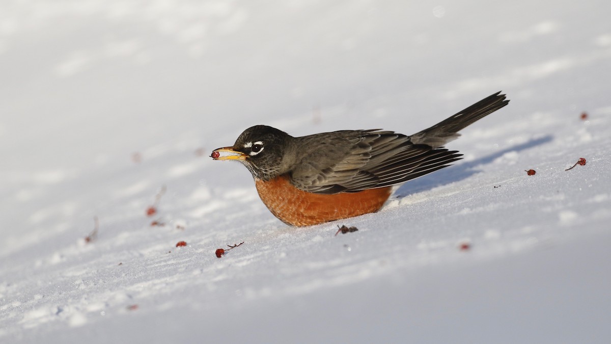 American Robin - Alvan Buckley