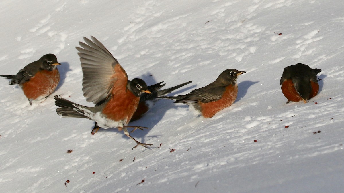 American Robin - ML209109721