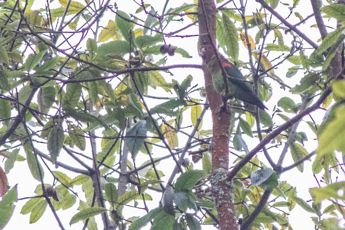 Rusty-faced Parrot - ML209111051