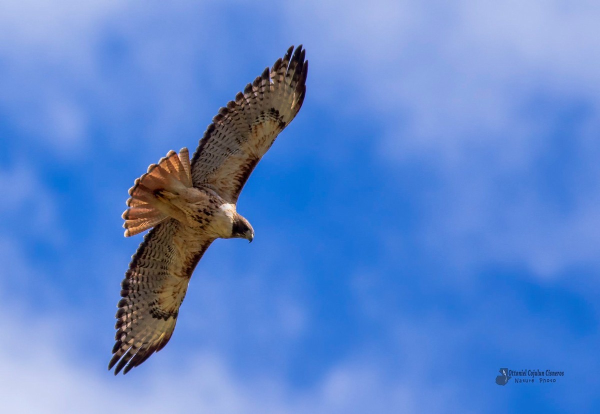 Red-tailed Hawk - ML209111721