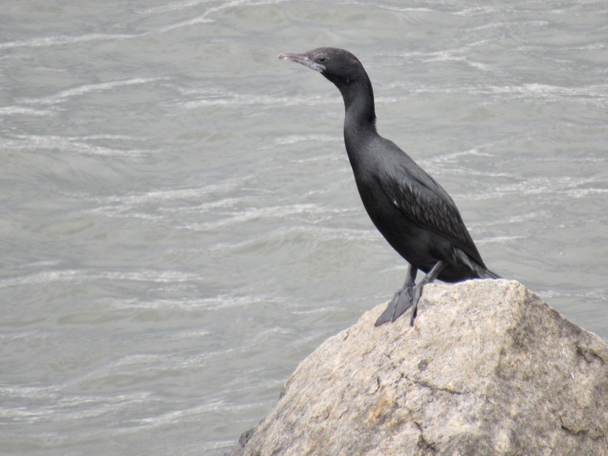 Little Cormorant - Brennen Beyer