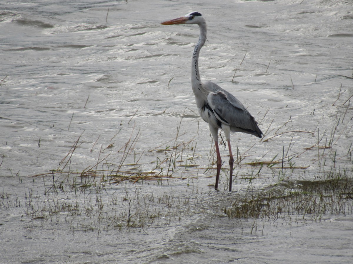 Gray Heron - ML209114061