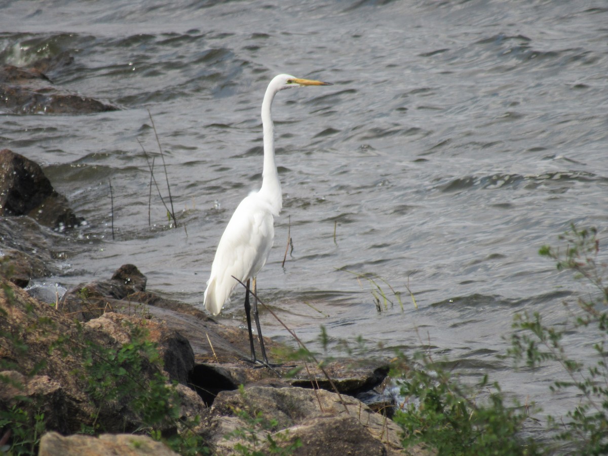 Great Egret - ML209114221