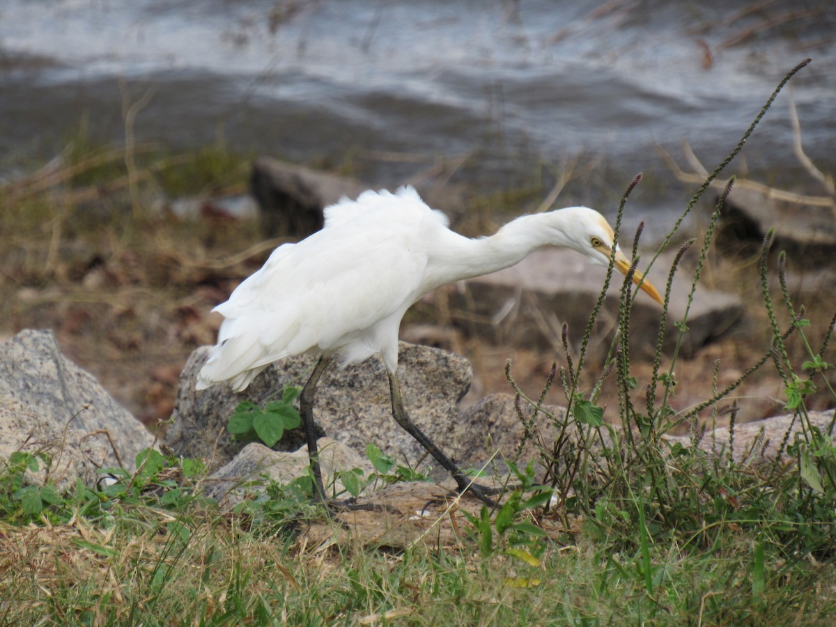 Eastern Cattle Egret - ML209114331