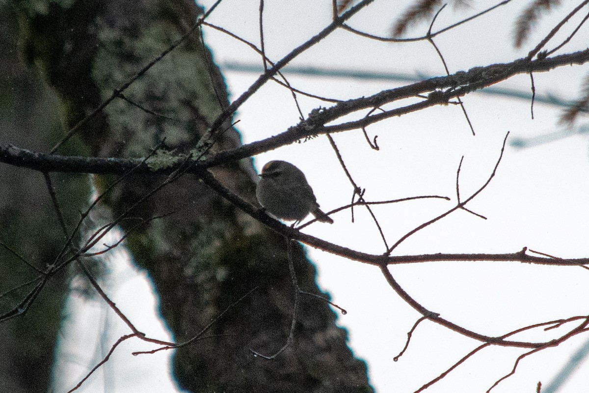 Golden-crowned Kinglet - ML209116711