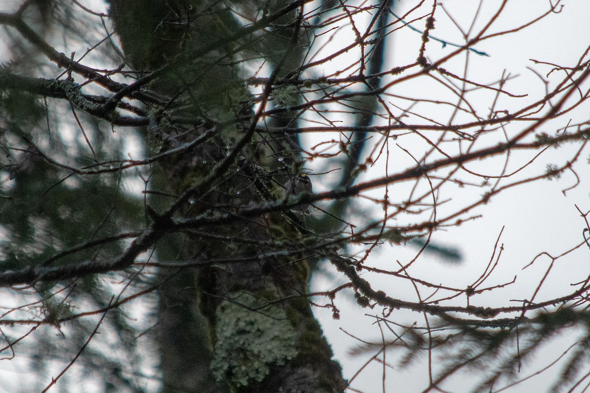 Golden-crowned Kinglet - Richard Littauer