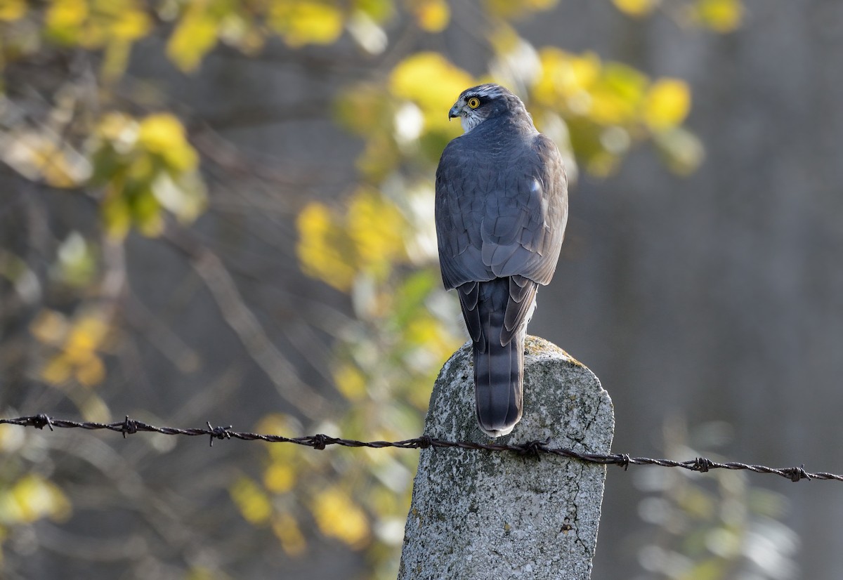 Eurasian Sparrowhawk - Pavel Štěpánek