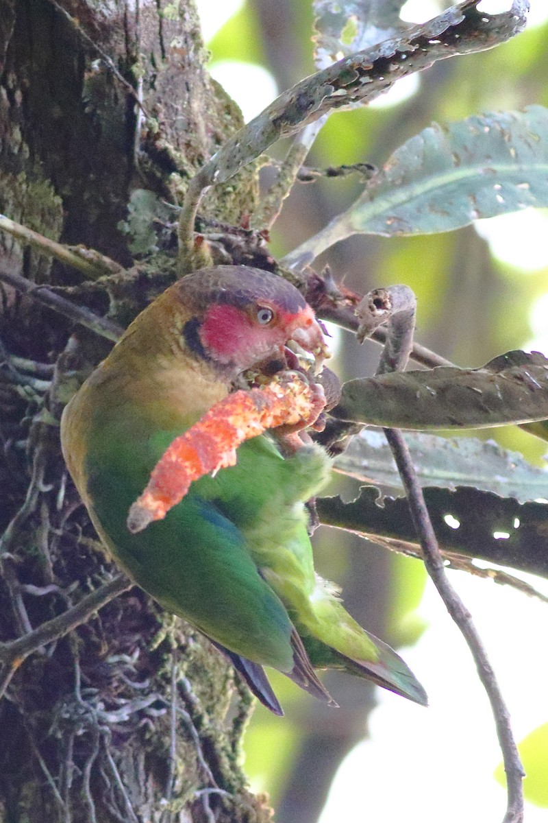 Rose-faced Parrot - ML209117781