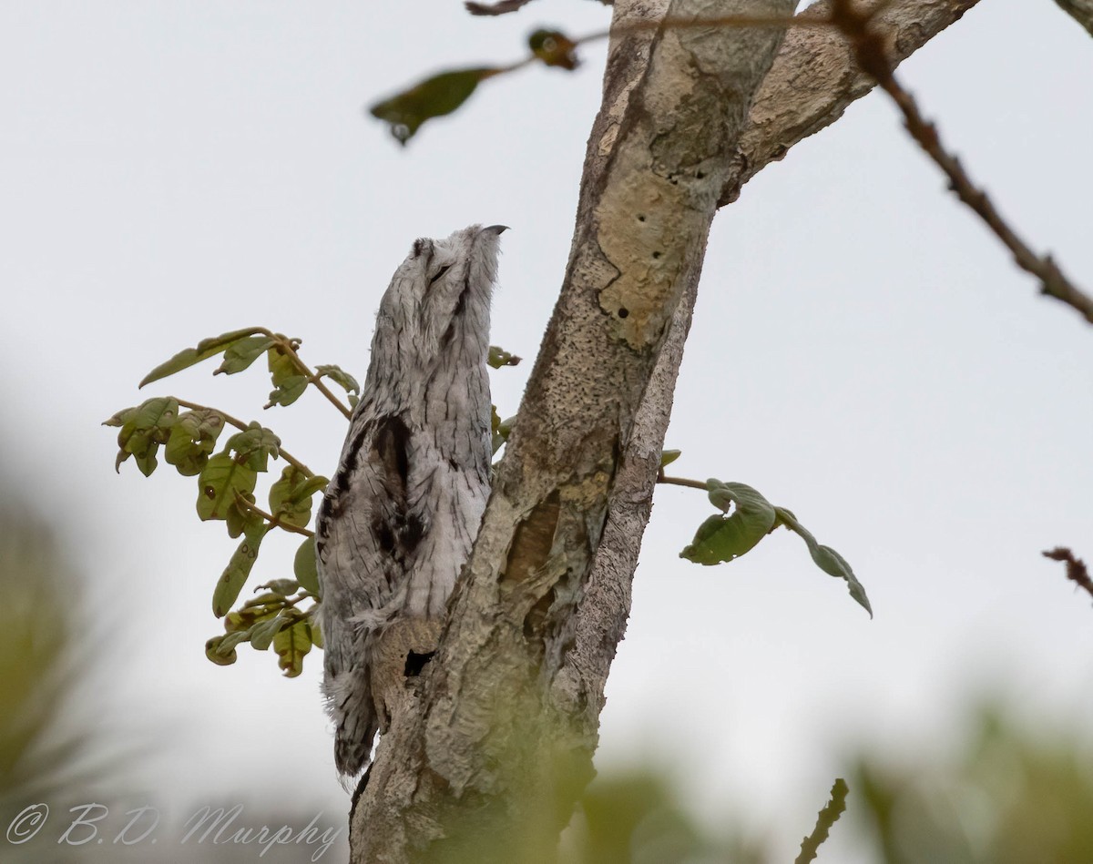 Common Potoo - ML209119441