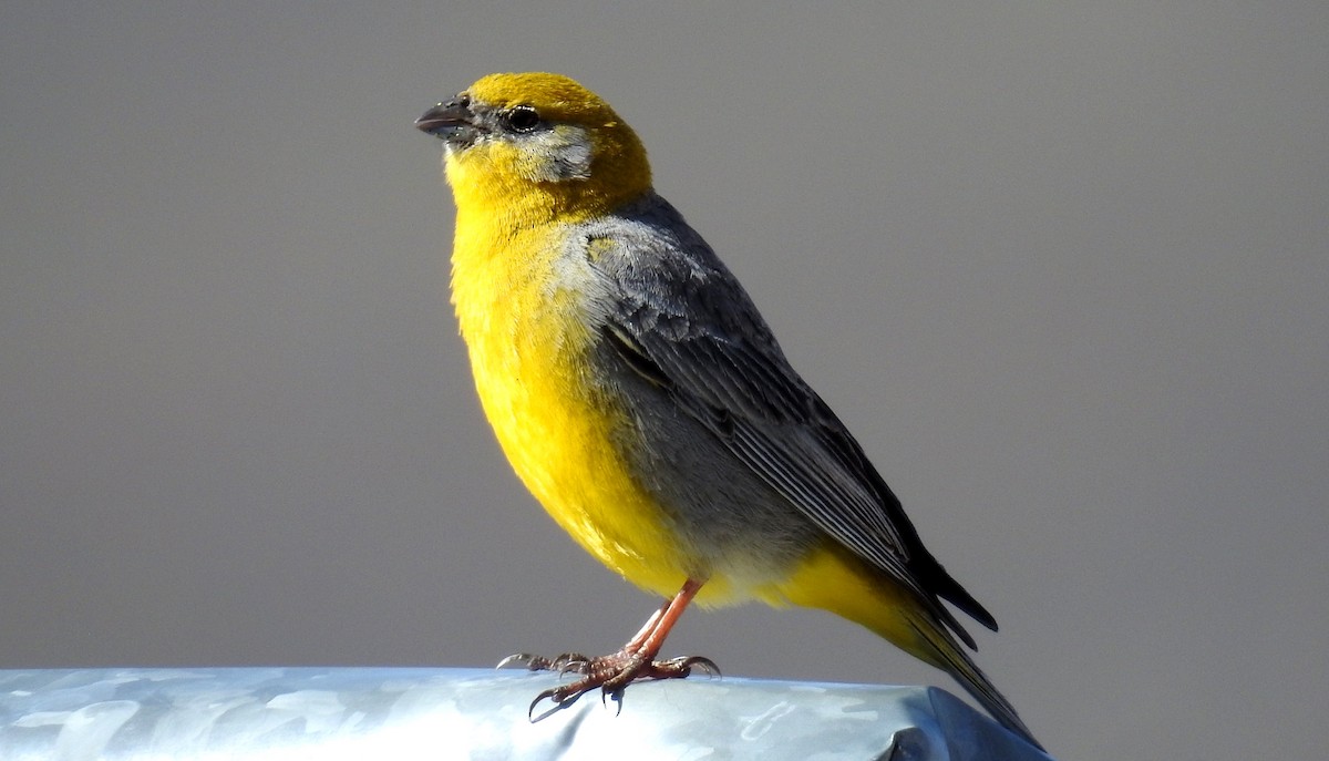 Bright-rumped Yellow-Finch - ML209120561