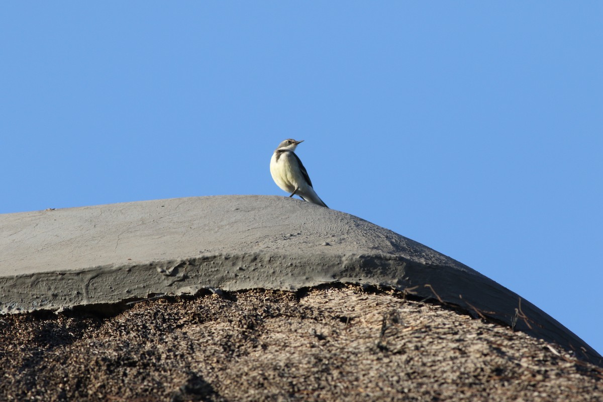 Cape Wagtail - ML209120591