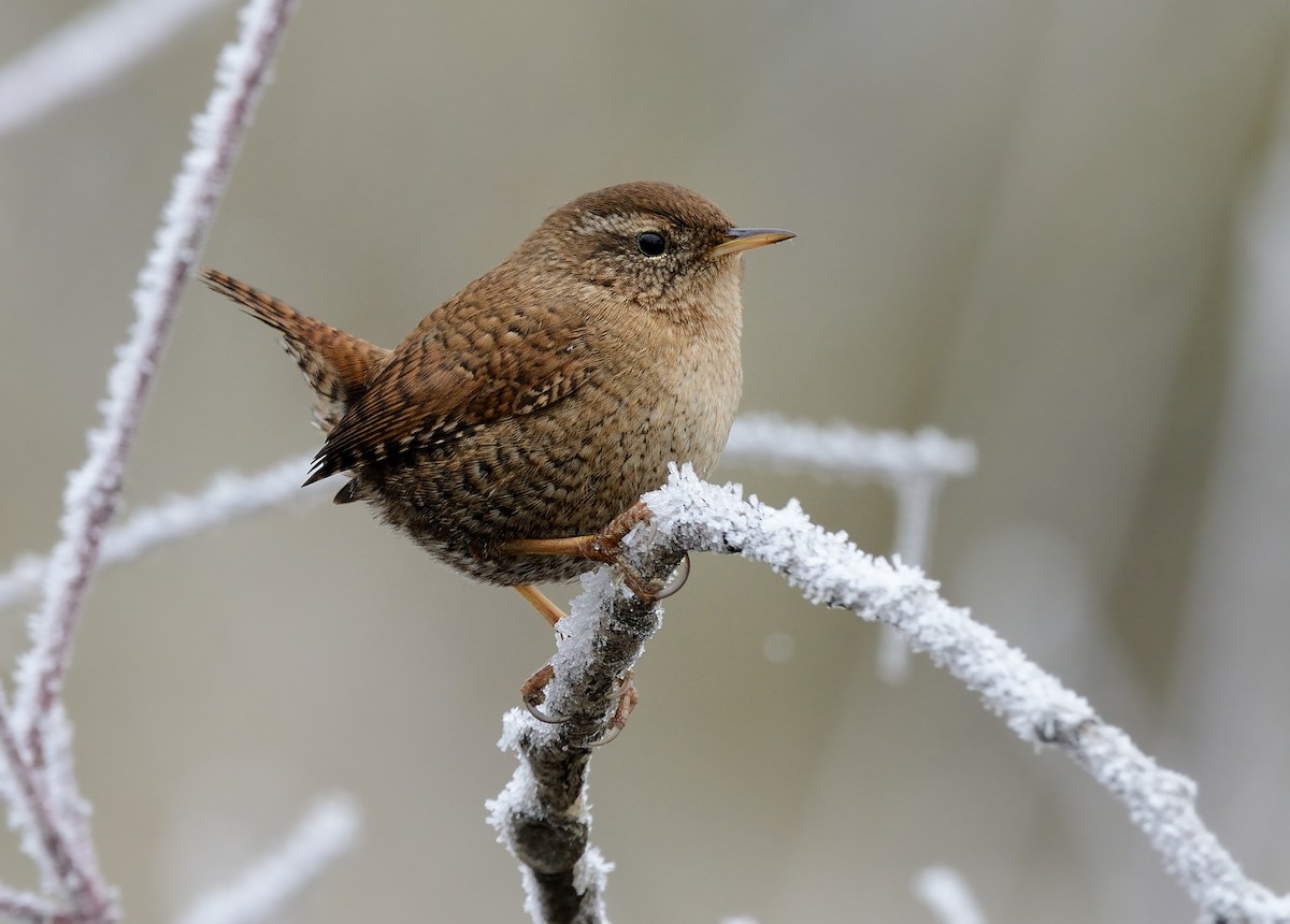 Eurasian Wren - ML209121081