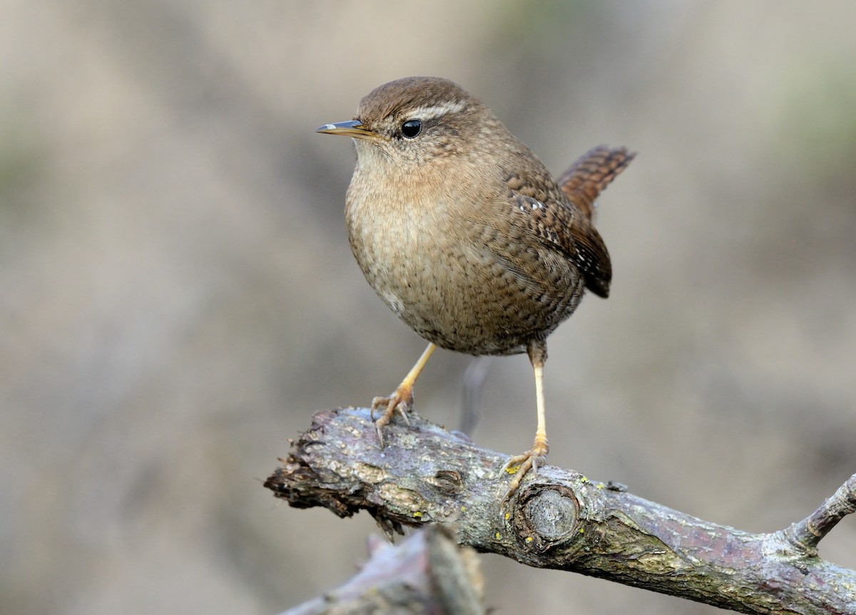 Eurasian Wren - ML209121631