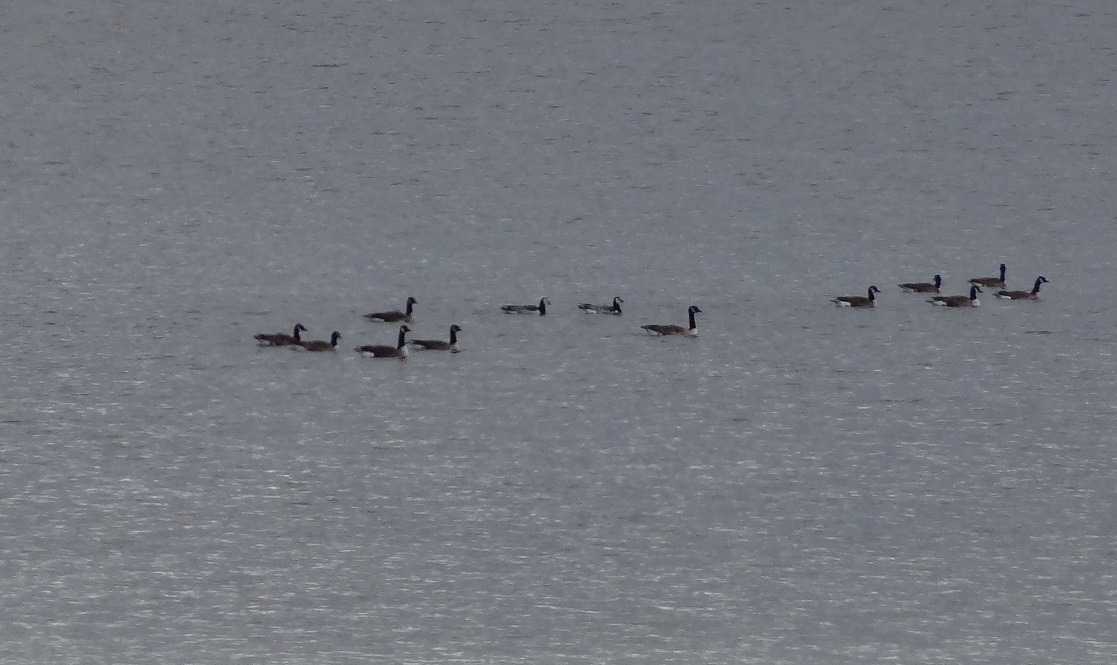 Barnacle Goose - ML20912181