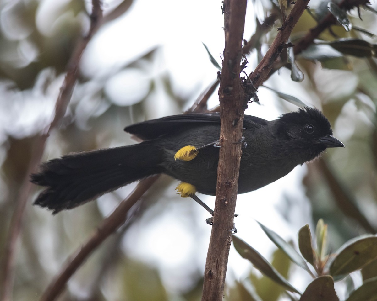 Yellow-thighed Brushfinch - ML209121931