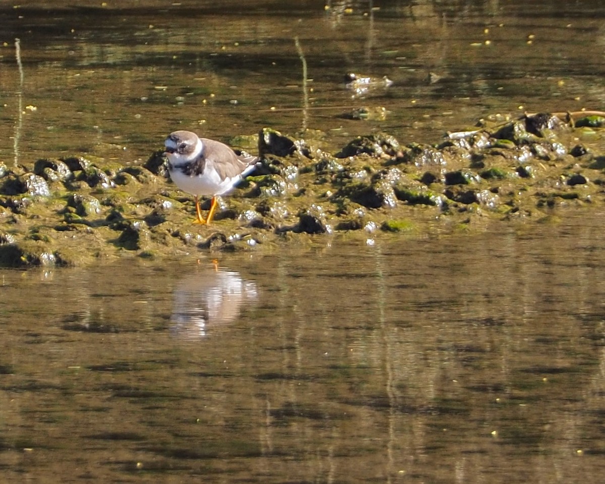 Common Ringed Plover - ML209122341