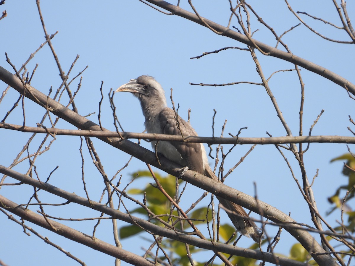 Indian Gray Hornbill - ML209122381
