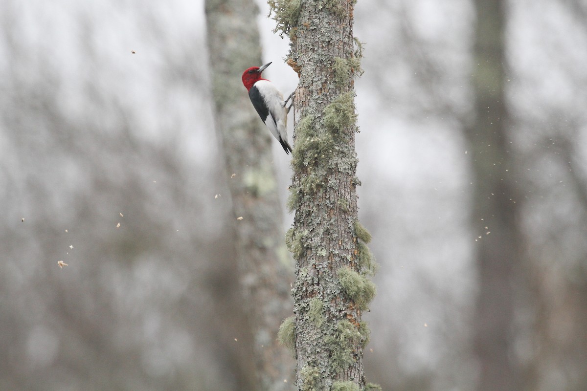 Red-headed Woodpecker - ML209122711