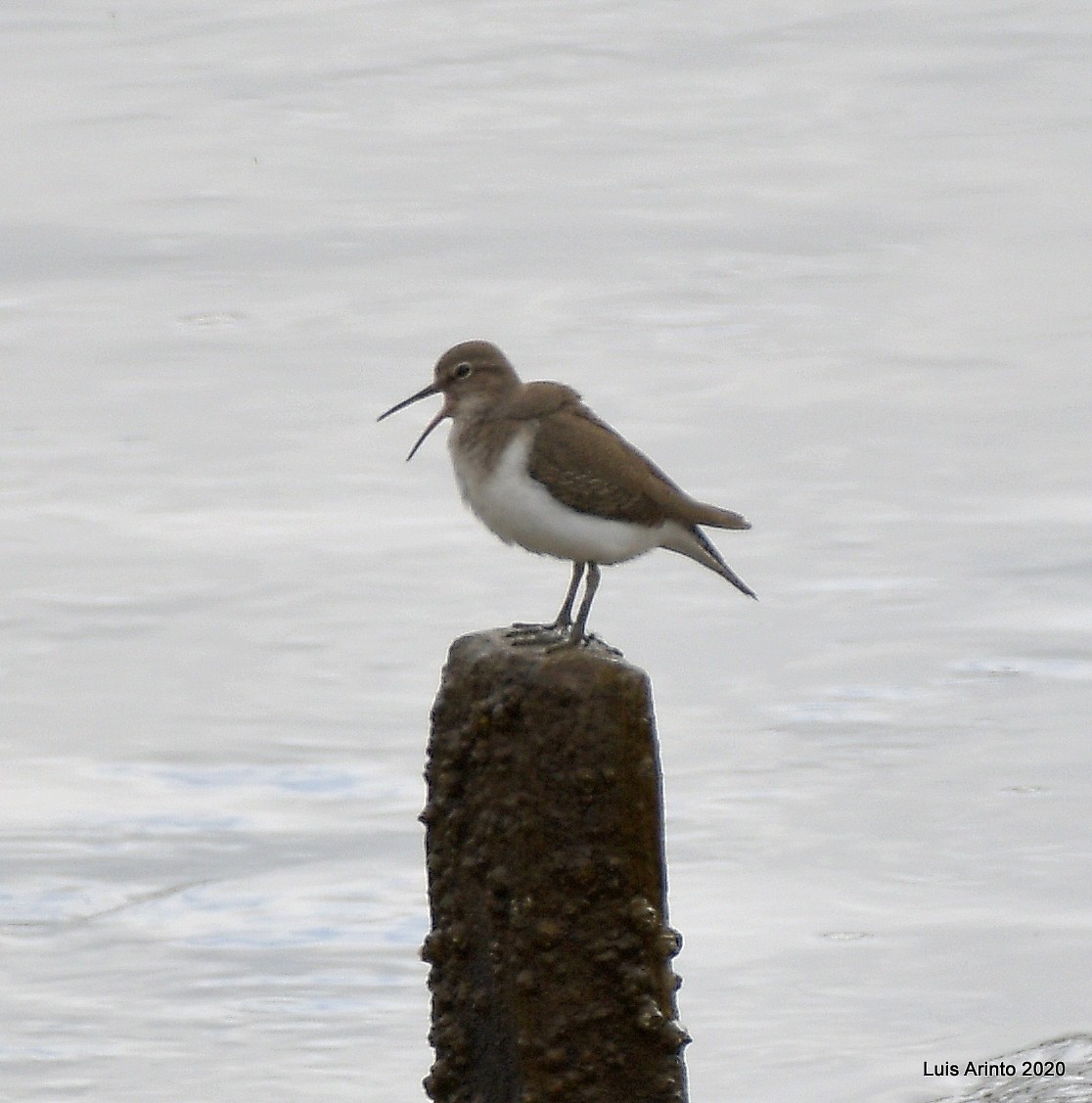 Common Sandpiper - Luis Arinto