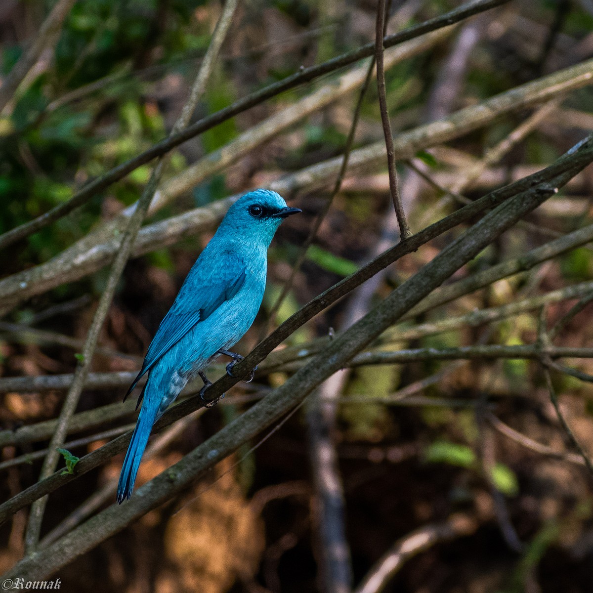 Verditer Flycatcher - Rounak Patra