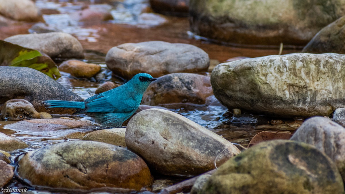 Verditer Flycatcher - Rounak Patra