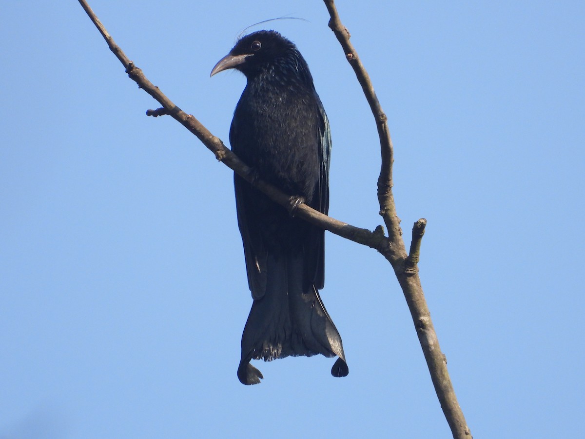 Hair-crested Drongo - ML209123761