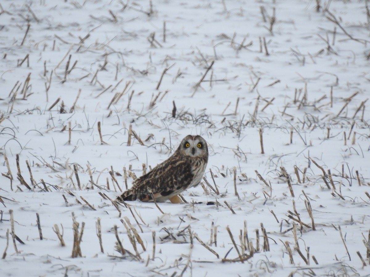 Short-eared Owl - ML209123921