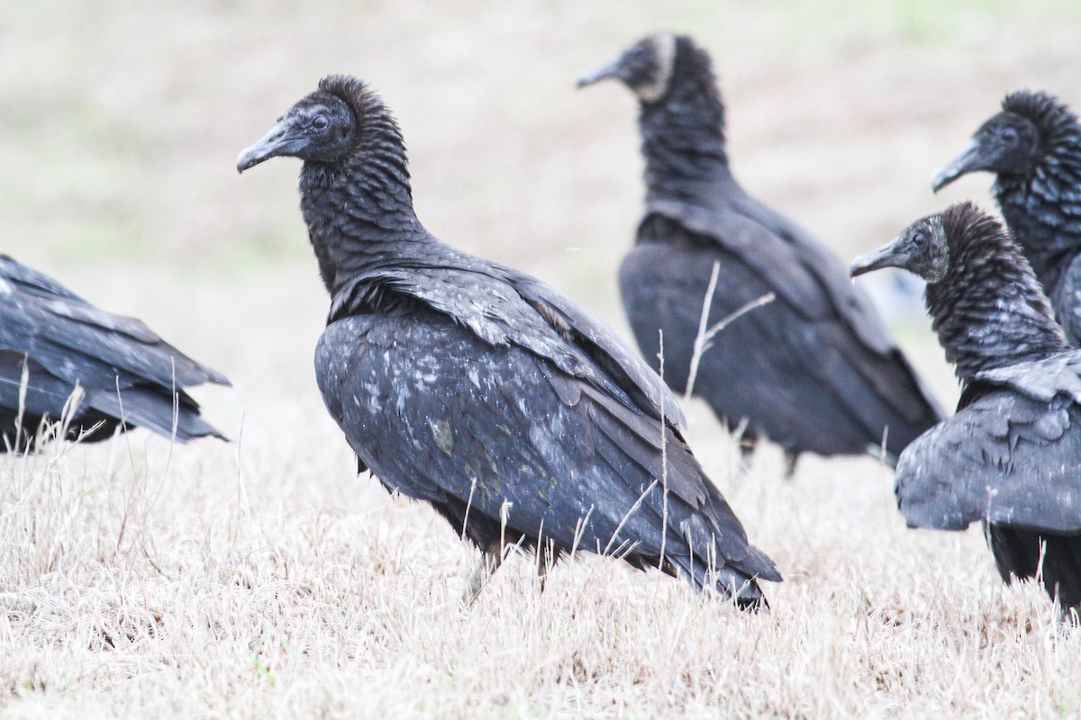 Black Vulture - ML209124151