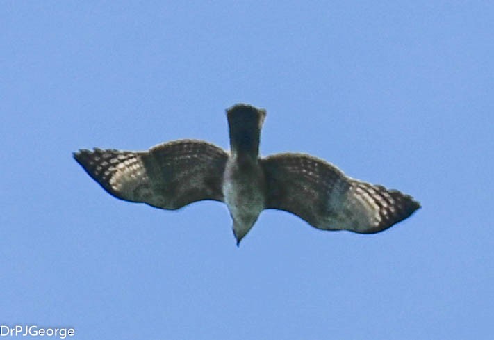 Changeable Hawk-Eagle - ML209124161