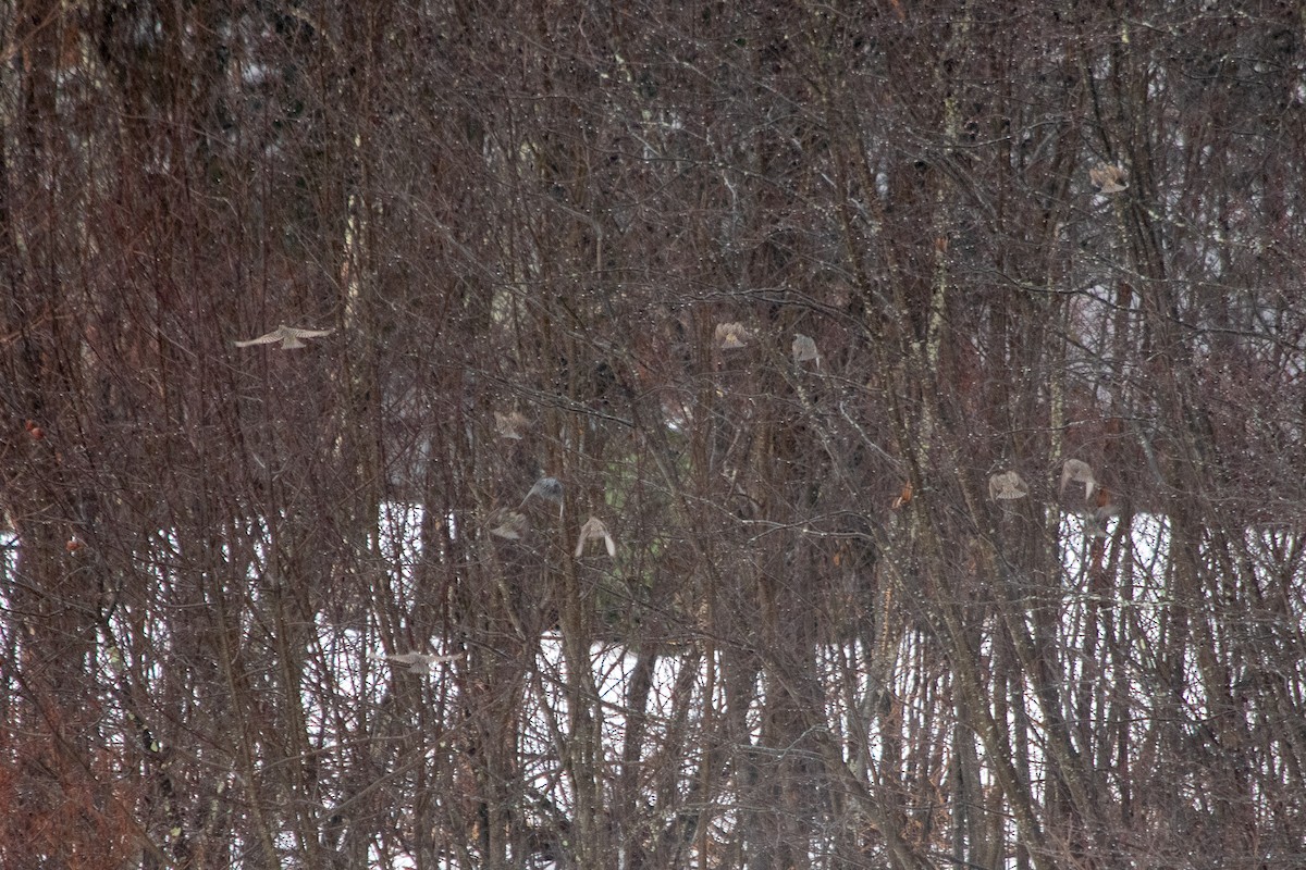 European Starling - ML209124231