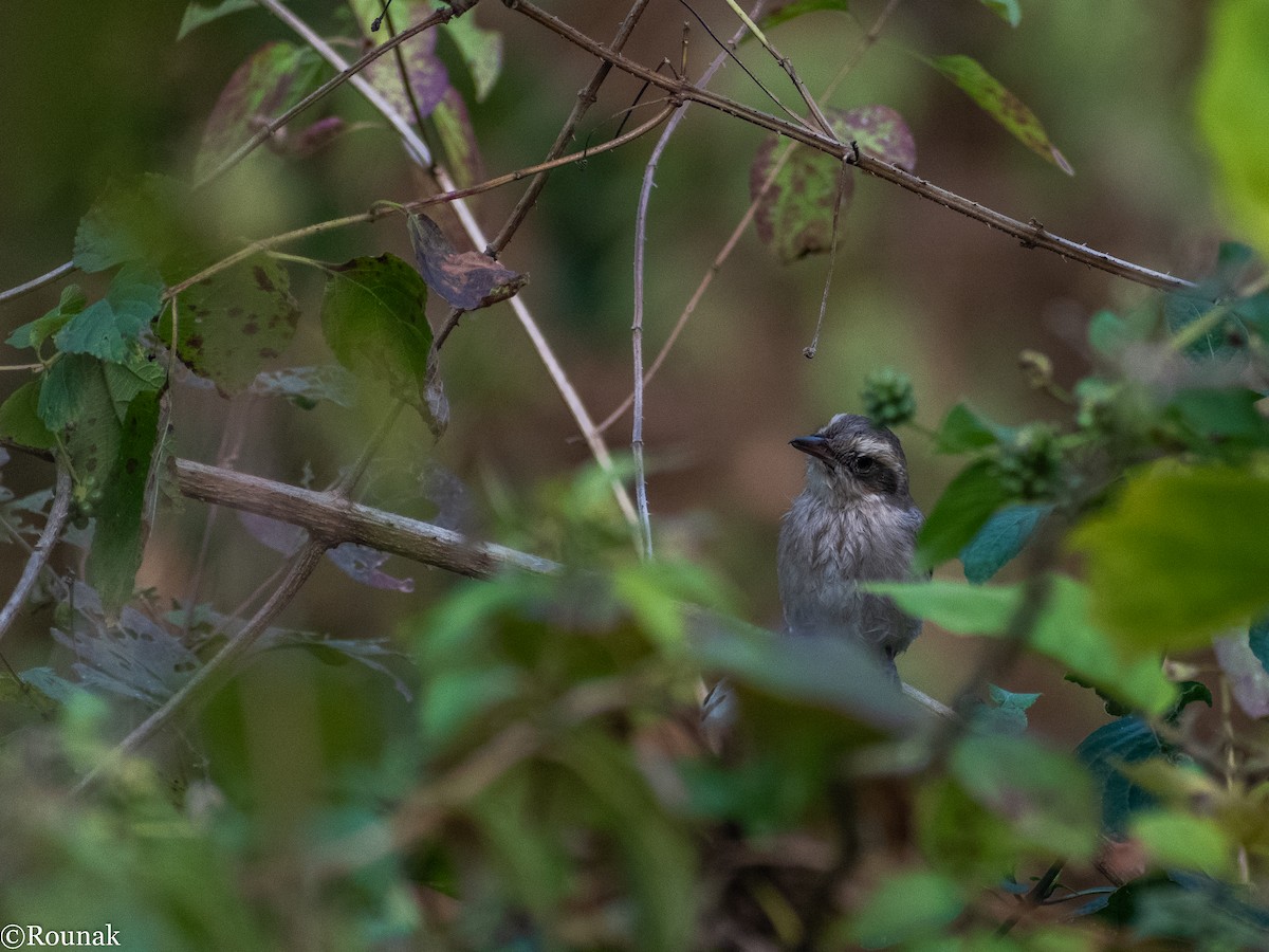 Common Woodshrike - Rounak Patra