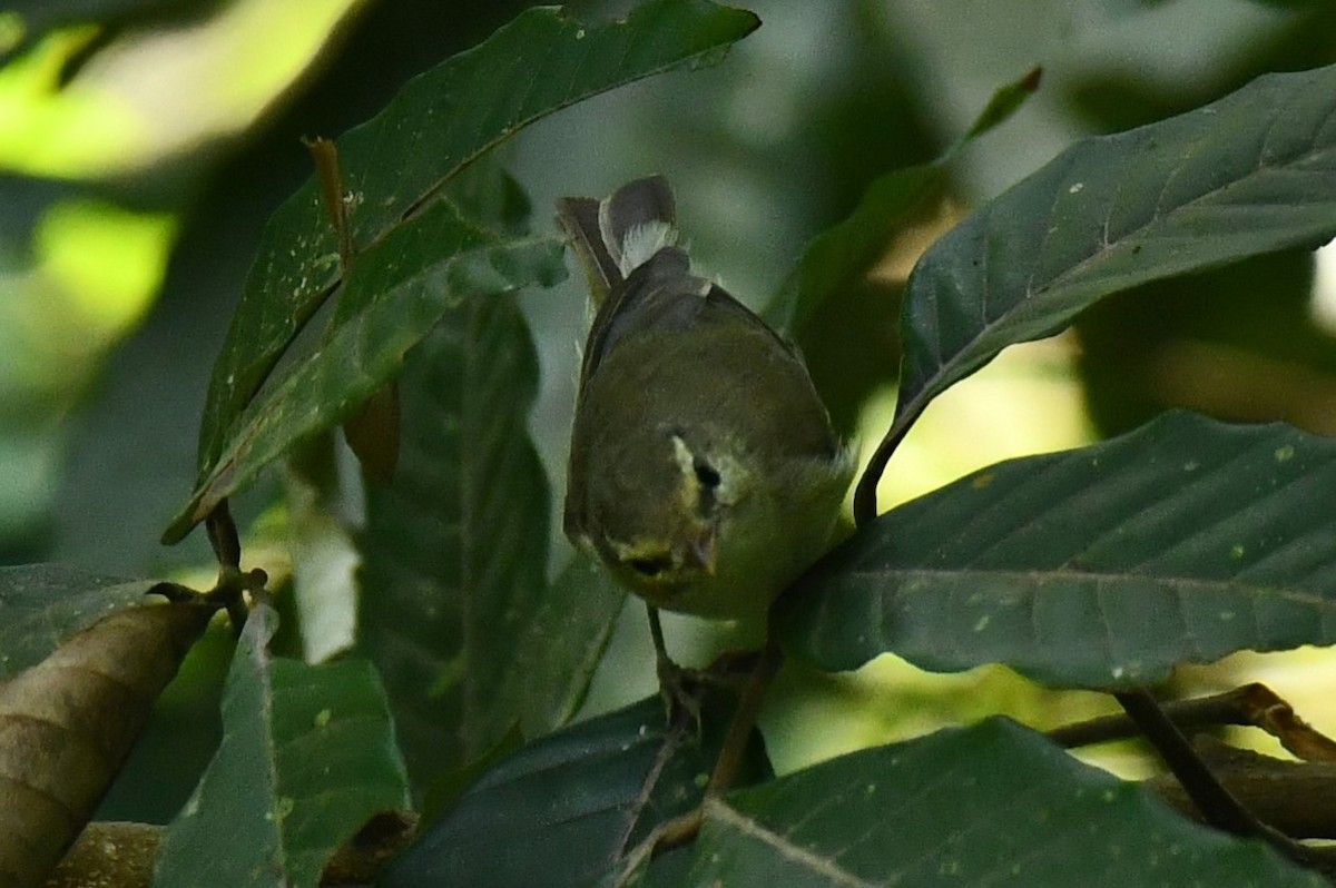 Greenish Warbler - ML209124301