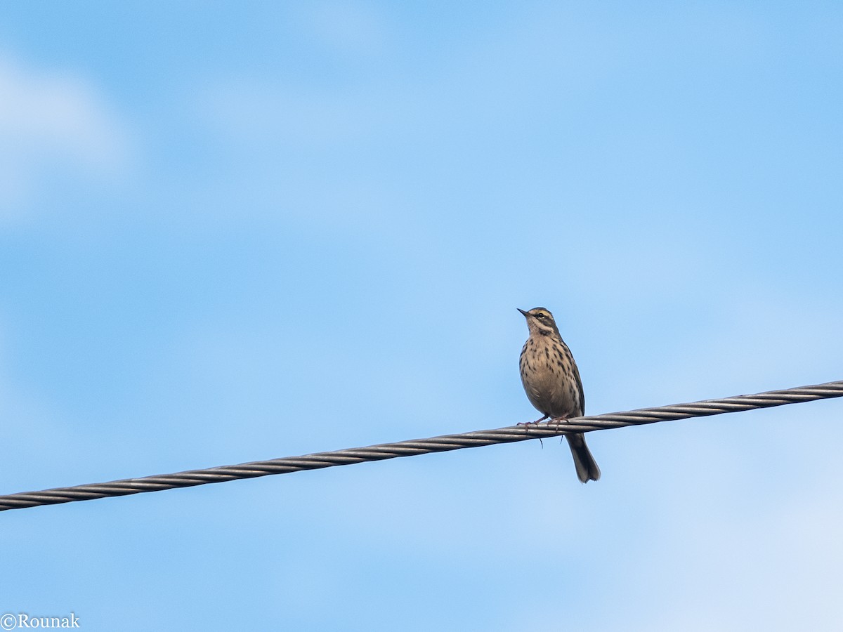 Rosy Pipit - Rounak Patra