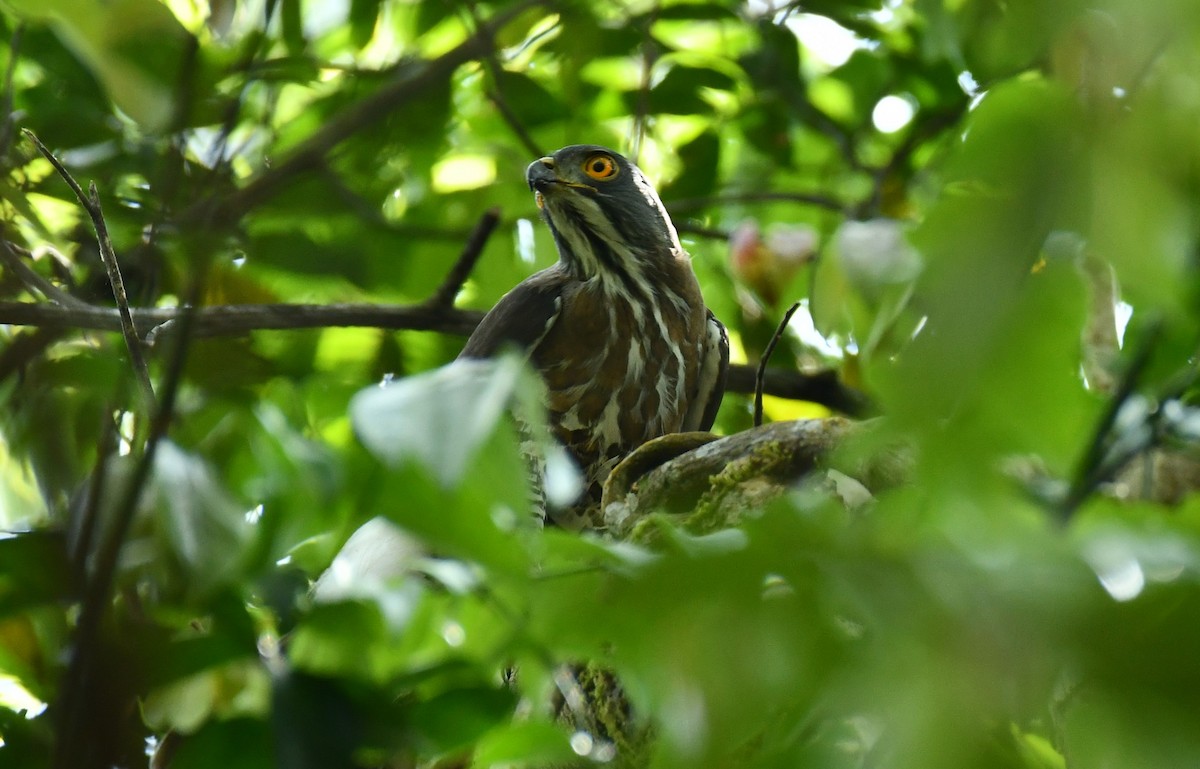 Crested Goshawk - ML209125261