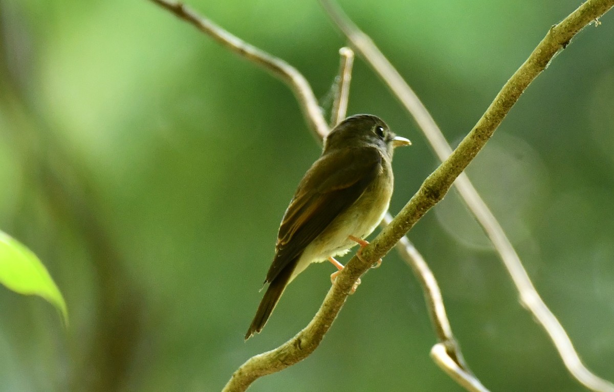 Brown-breasted Flycatcher - ML209125691