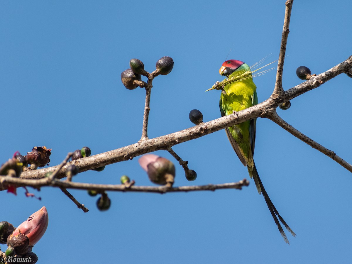 Plum-headed Parakeet - Rounak Patra