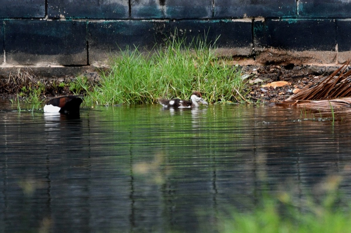 Radjah Shelduck - ML209126741