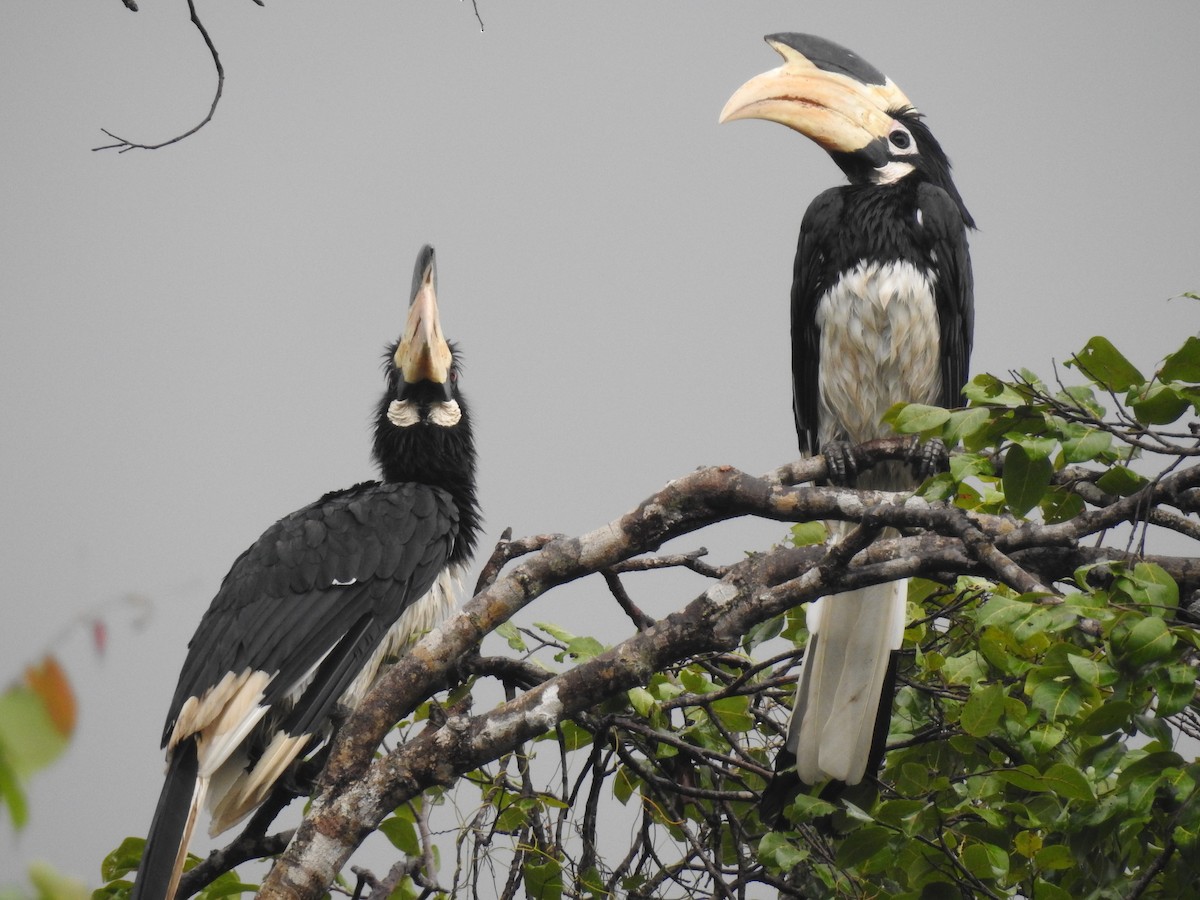 Malabar Pied-Hornbill - ML209130211