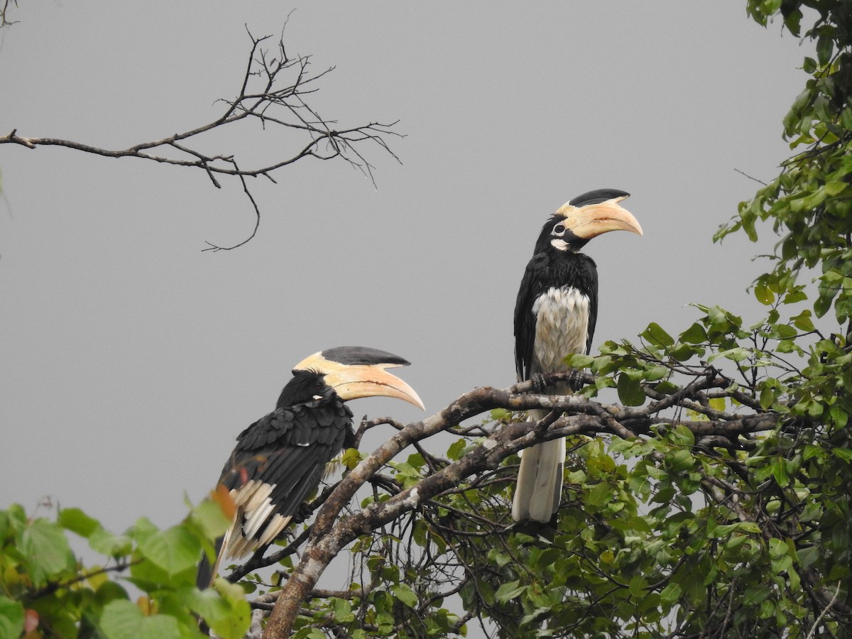 Malabar Pied-Hornbill - ML209130251