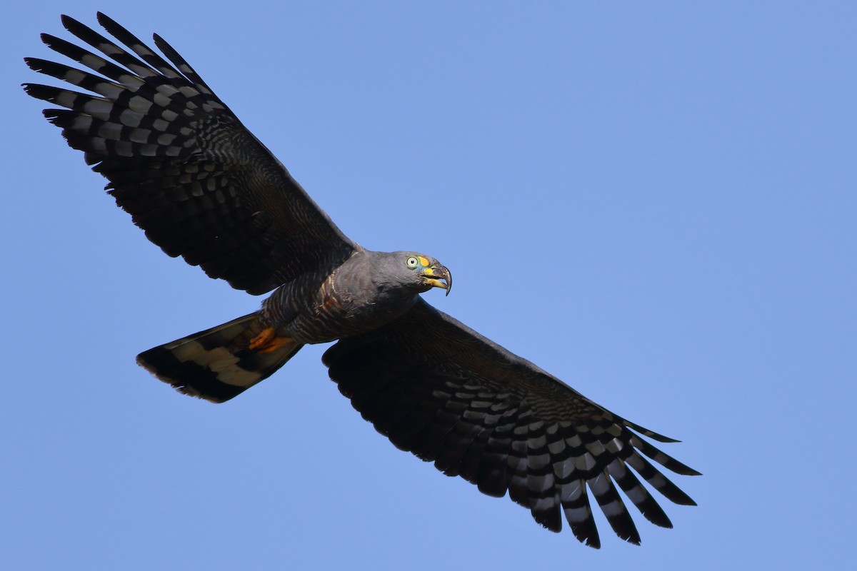 Hook-billed Kite - Sean Williams