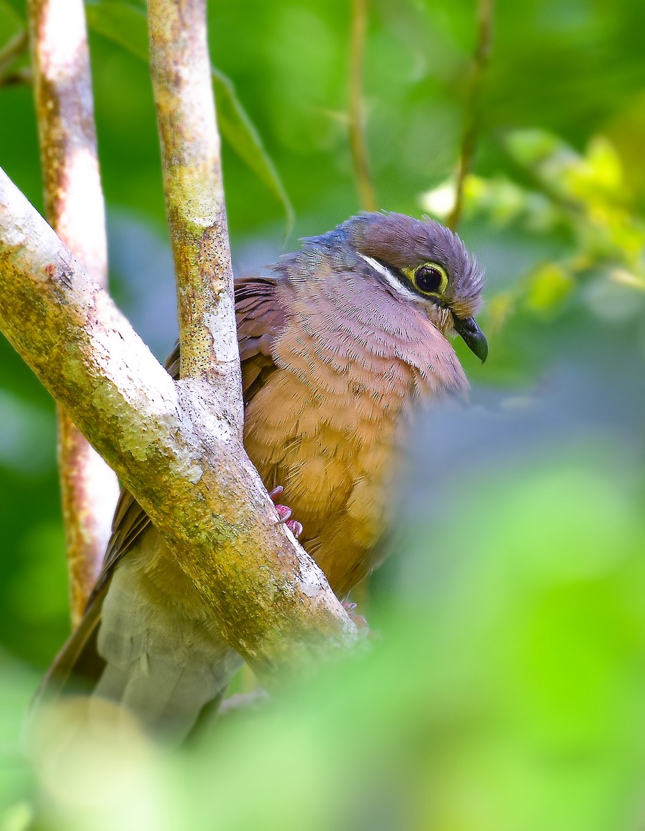 White-eared Brown-Dove - ML209132151