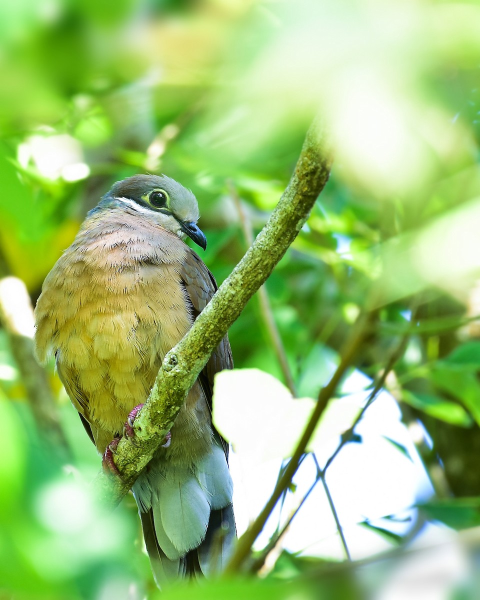 White-eared Brown-Dove - ML209132171