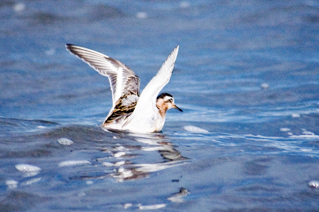 Phalarope à bec large - ML209132991