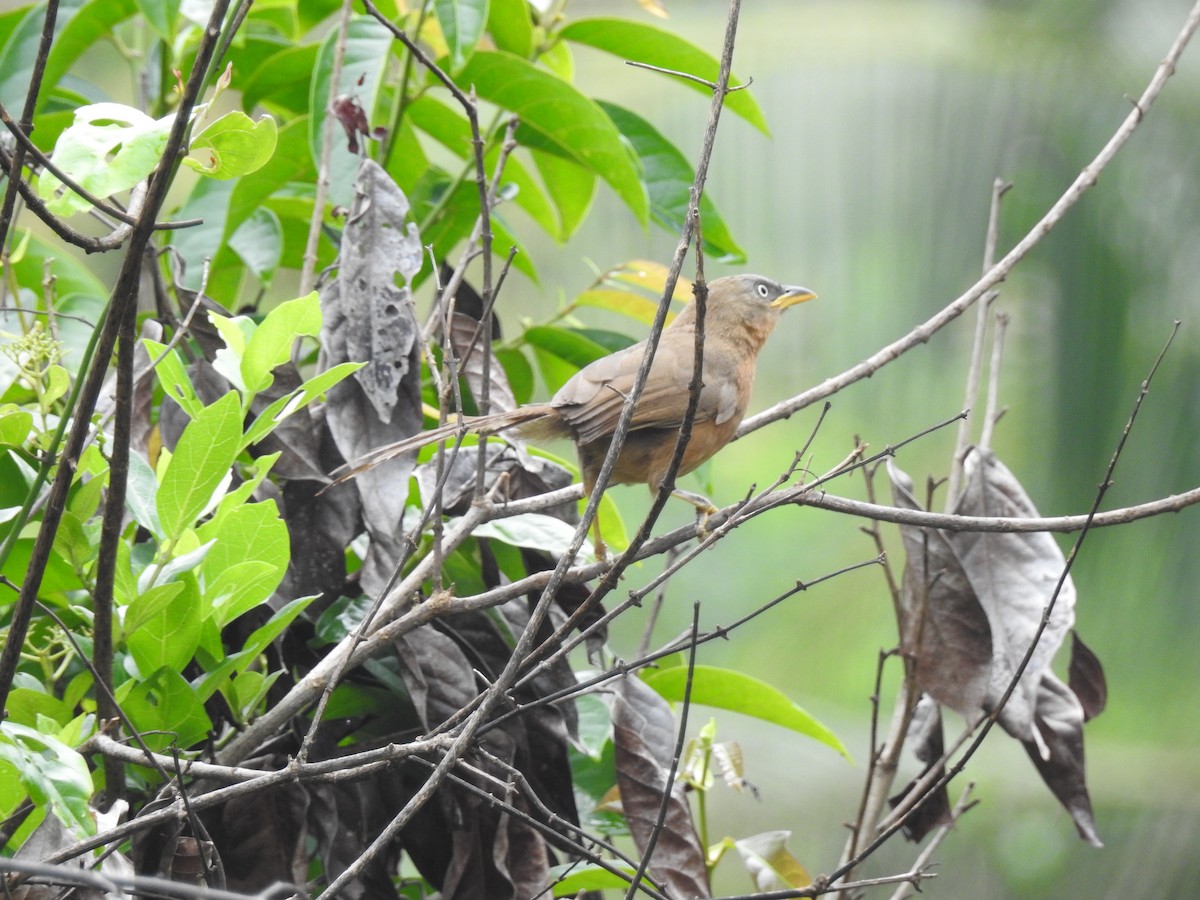 Rufous Babbler - ML209133051