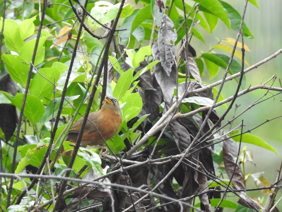 Rufous Babbler - ML209133071