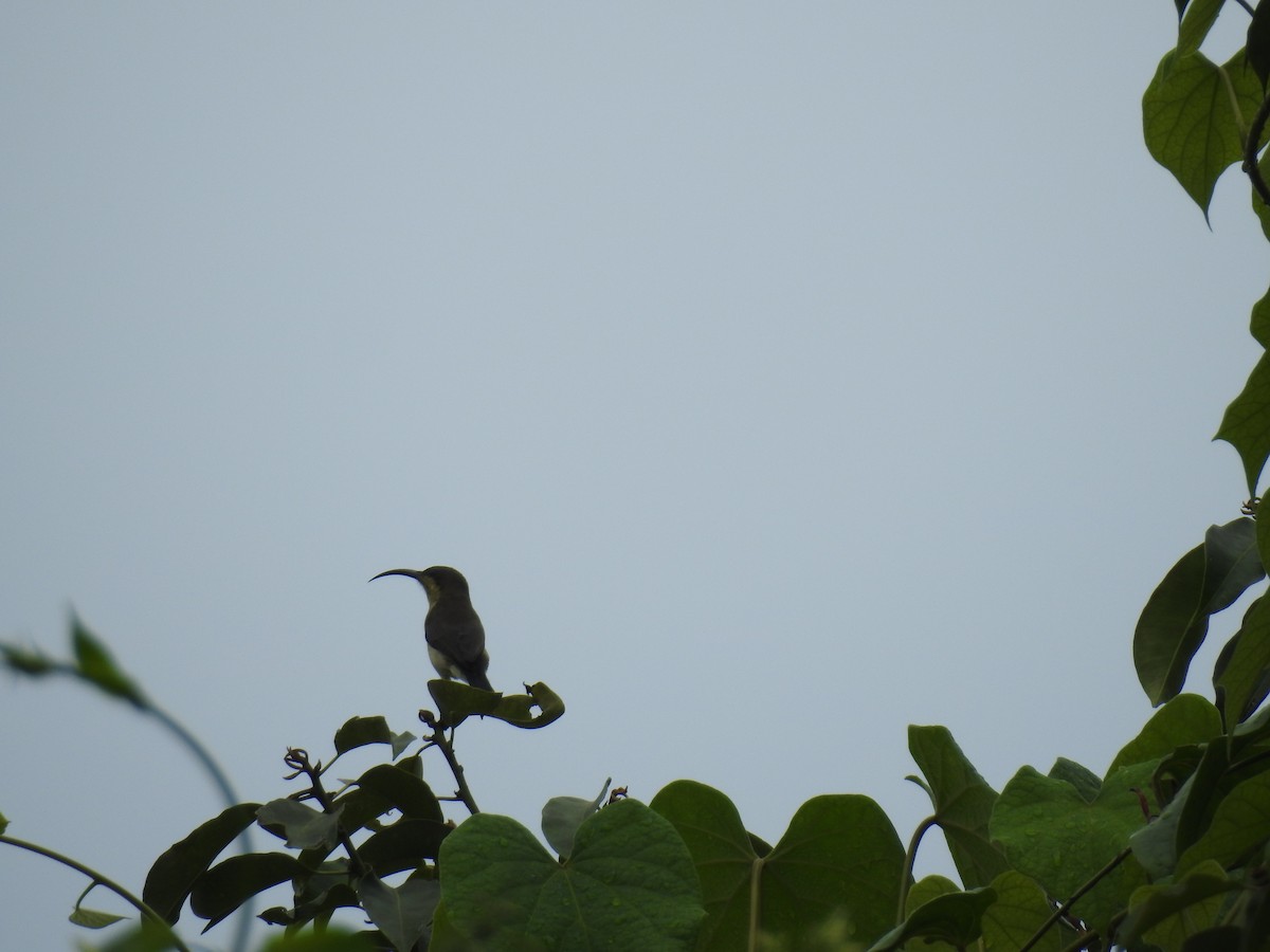 Loten's Sunbird - ML209133101