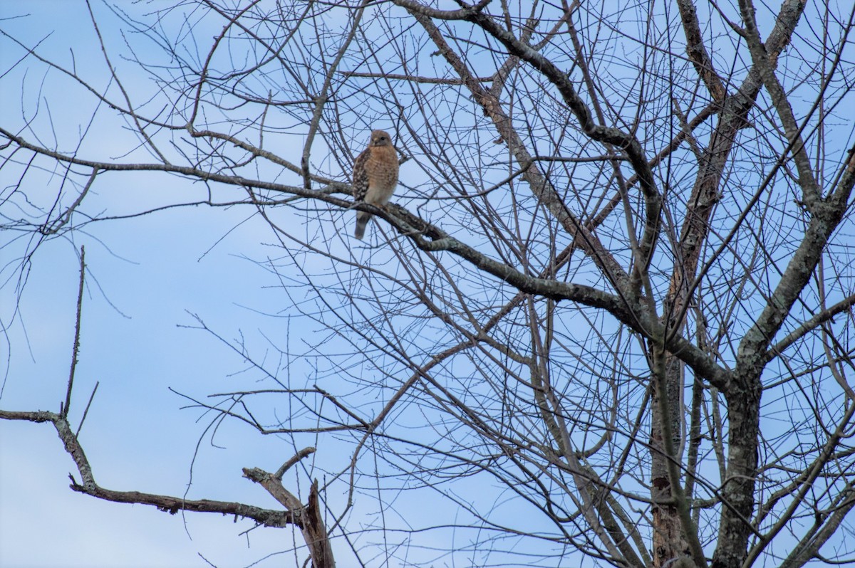 Red-shouldered Hawk - ML209134301